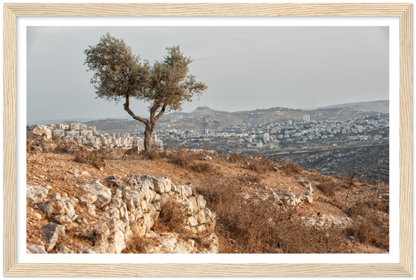 Olive Tree of Palestine Poster
