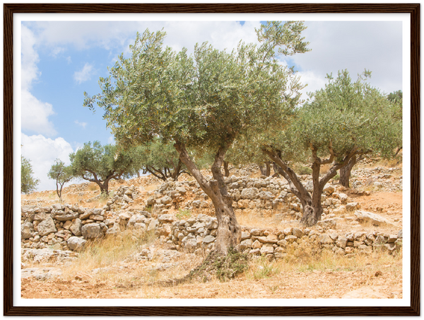 Olive Trees of Palestine Poster