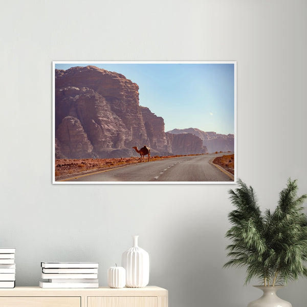 A Camel Crossing Kings Highway Poster