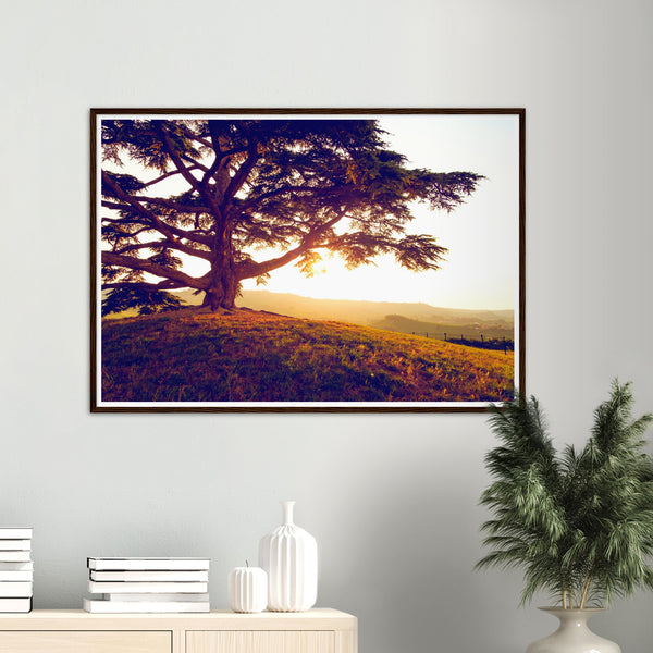 Lebanese Cedar and Sunset Poster