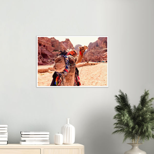 Camels Close-up in Petra Poster